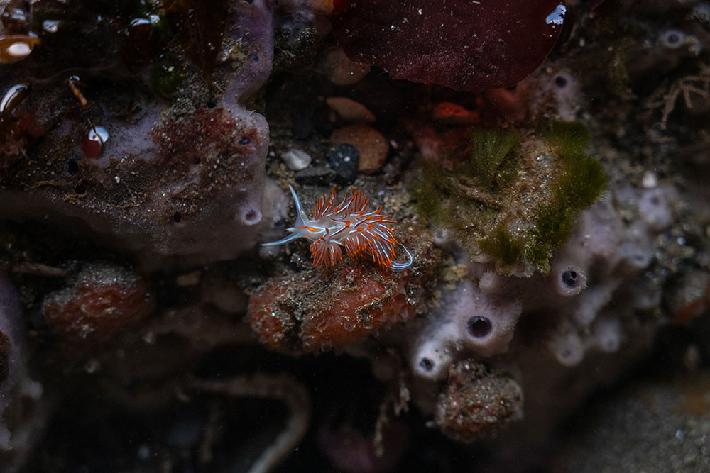 Madison-McKay-Opalescent-Nudibranch.jpg