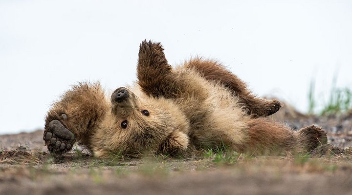 Tom-Bol-bear-photography-upside-down-bear.low.jpg