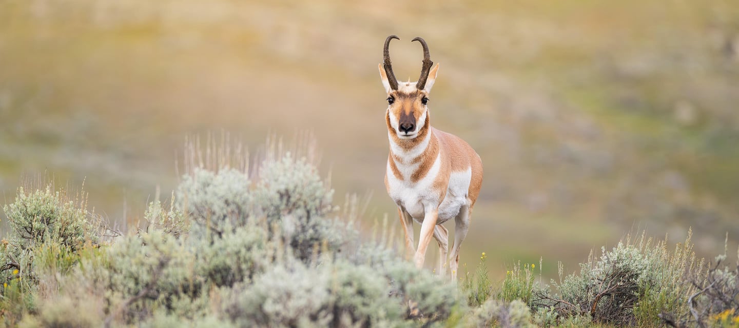 pronghorn