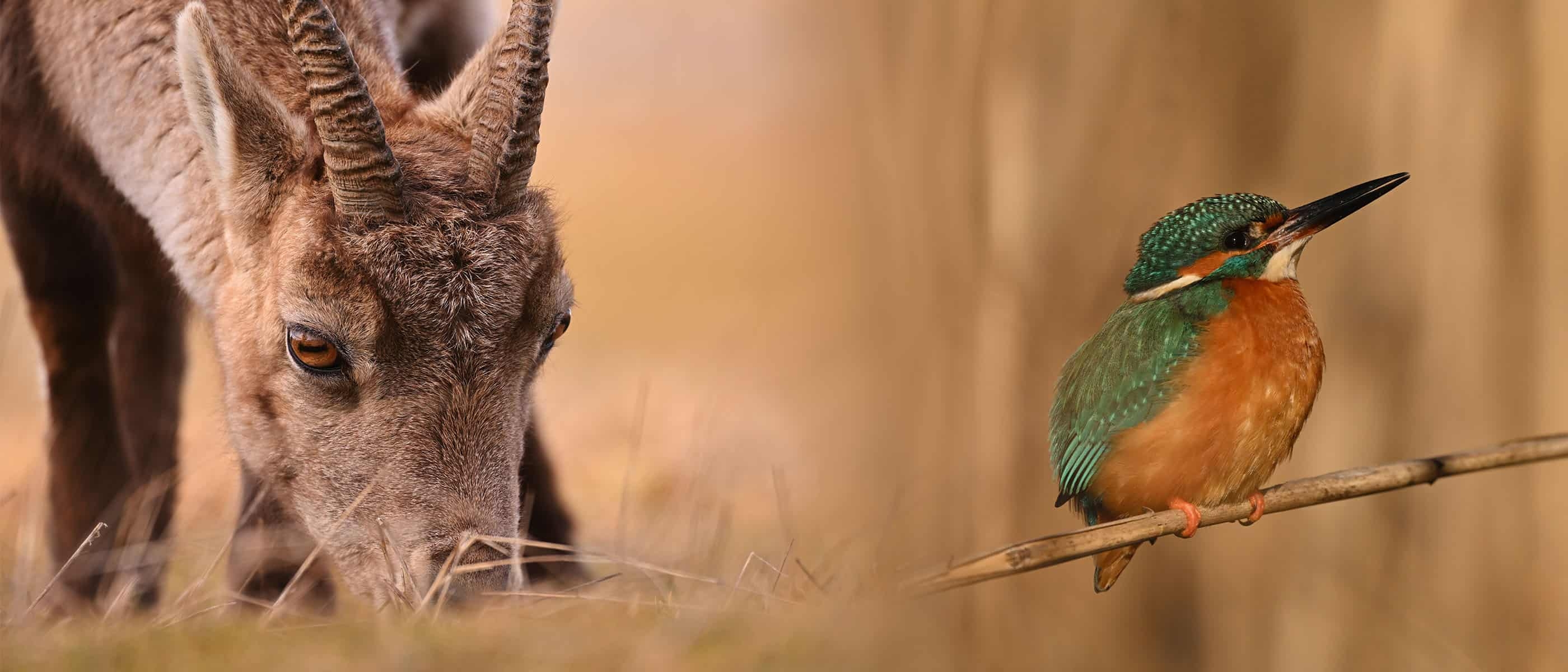 Photo of a bird and animal eating, taken with the NIKKOR Z 180-600mm f/5.6-6.3 VR lens