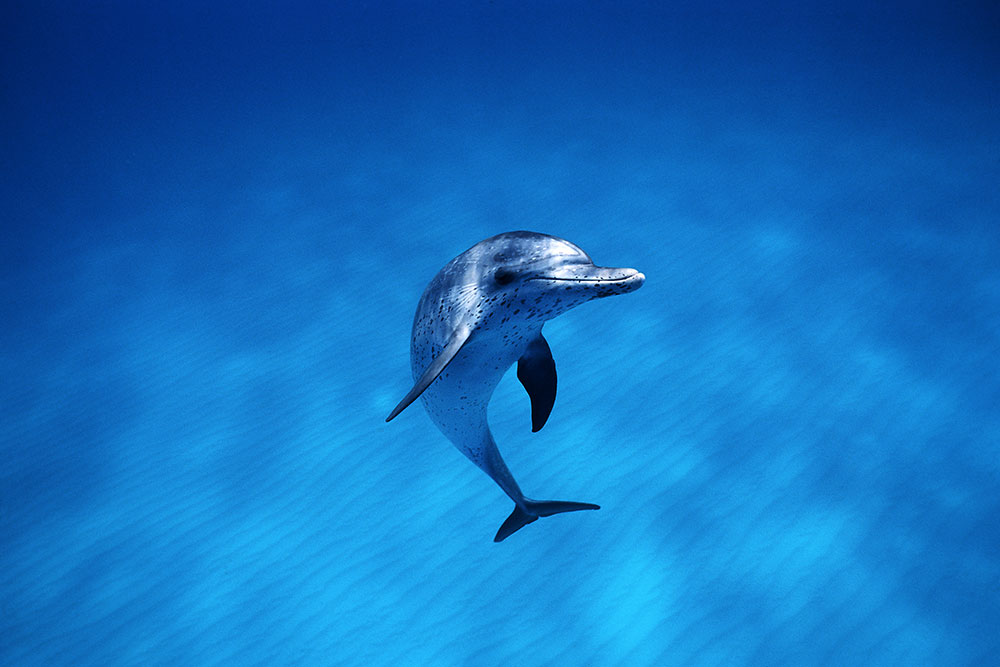 Jonathan-Bird-Oceanic-Research-Group-Dolphin-smiling.jpg