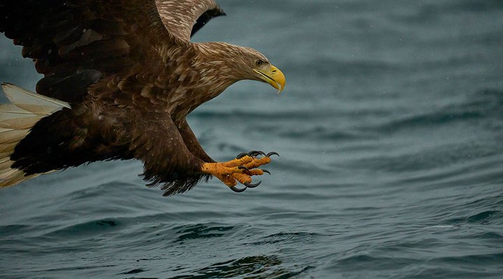 Joe-McNally-sea-eagle-landing.low.jpg