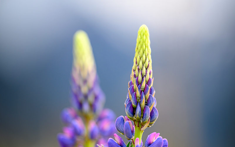 Bokeh.jpg