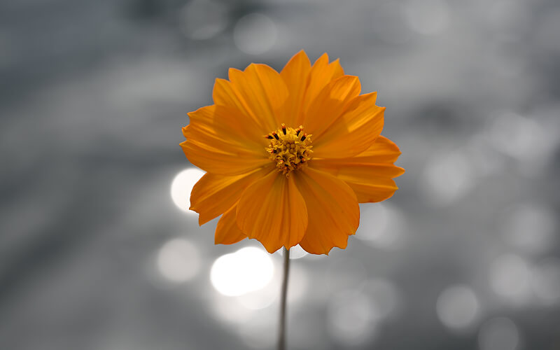 20132-autofocus.jpg