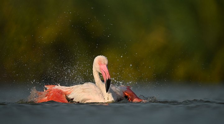 Nicolas-Stettler-bird-flamingo-splashing.low.jpg