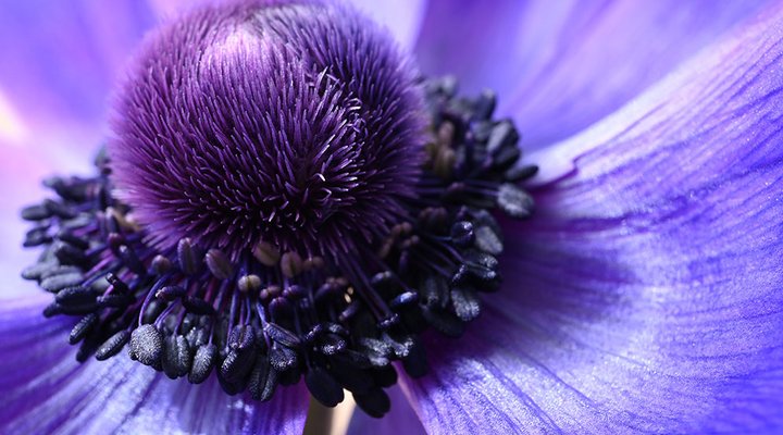 Z_MC50_A1-purple-flower.low.jpg