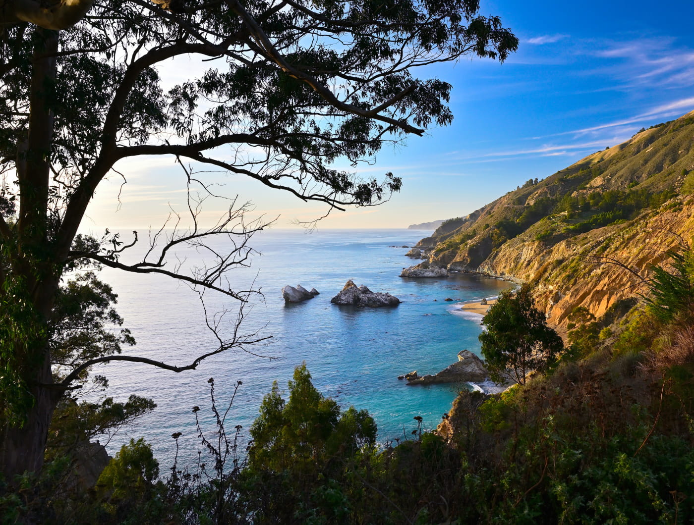 A coastline of cliffs meets a deep blue ocean and reaches to the horizon, highlighted by the sun while a shadowy tree sits in the foreground.