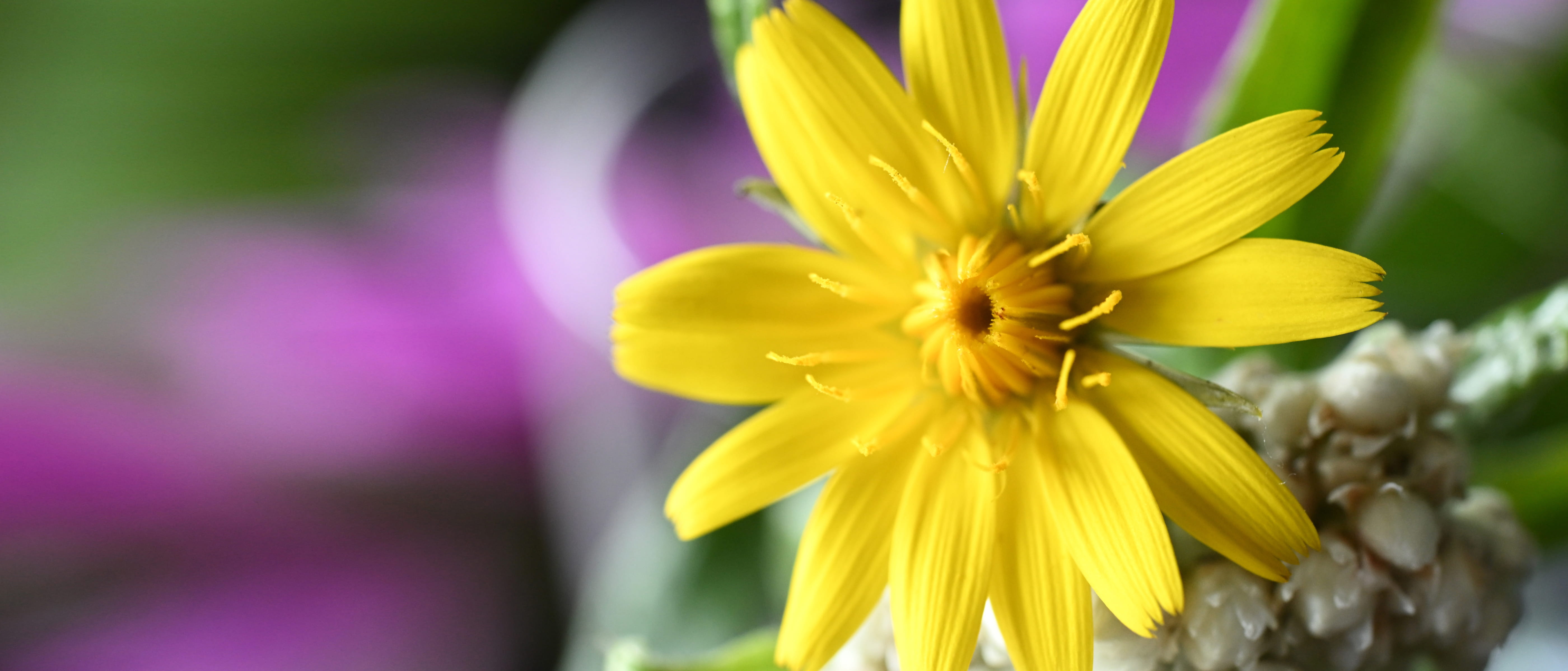 close up photo of a yellow flower in a bouquet, taken with the NIKKOR Z DX MC 35mm f/1.7 lens