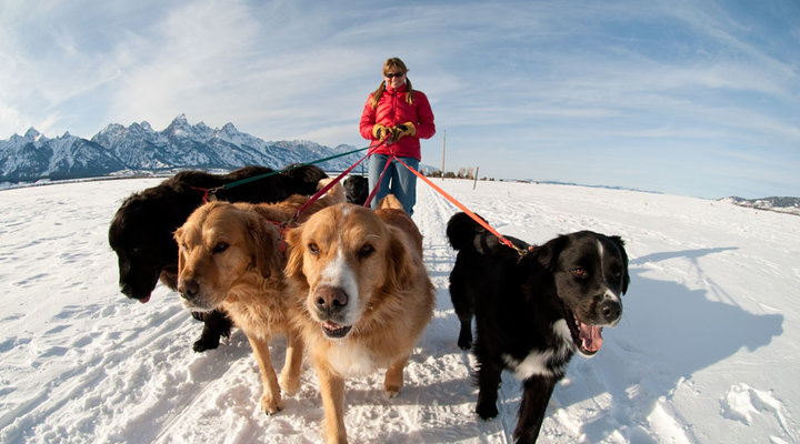 Jeff-Diener-Dogs-walked-in-snow.low.jpg