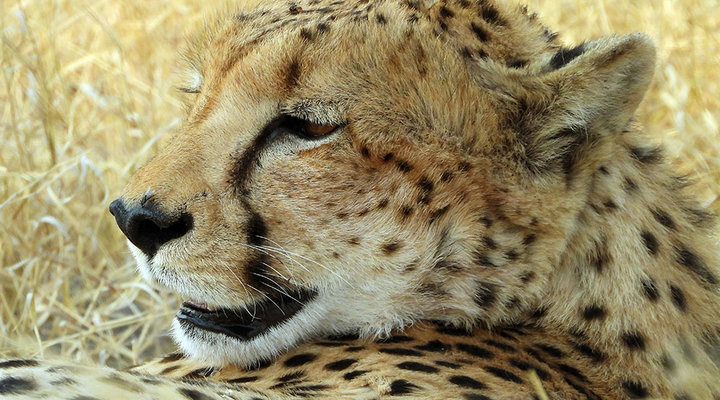 12-Ron-Magill-cheetah-closeup.low.jpg