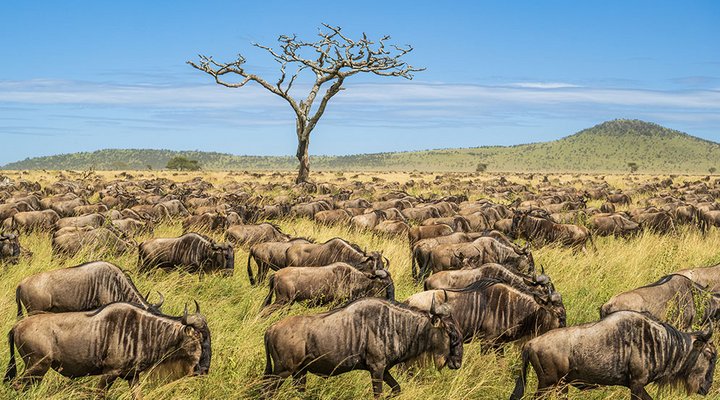 Tom-Bol-Great-Migration-wildebeest.low.jpg