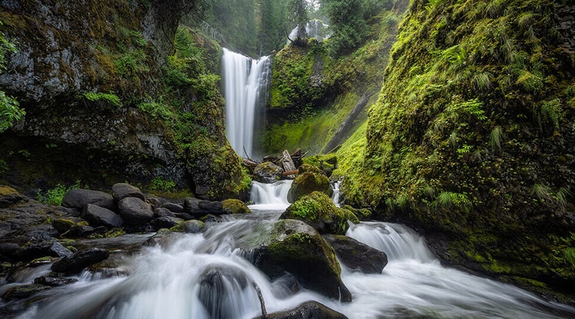 Photo of a forest taken with the NIKKOR Z 14-24mm f/2.8 S lens and an ND filter
