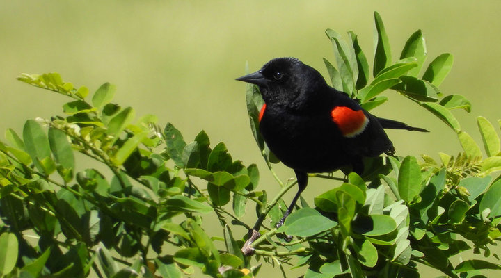 Diane-Berkenfeld-bird-red-winged-blackbird.low.jpg
