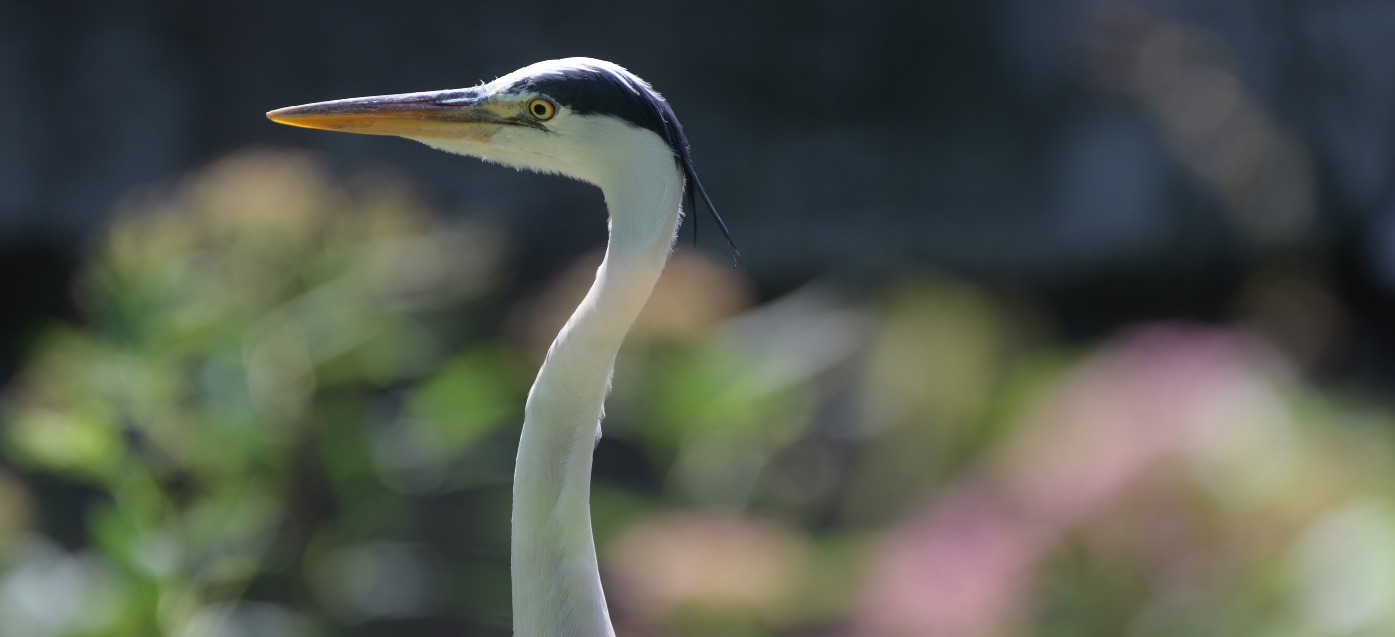 Nikon Z TELECONVERTER TC-2.0x | Refurbished | Nikon USA