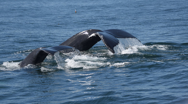 Diane-Berkenfeld-humpback-whales-mom-and-calf.low.jpg
