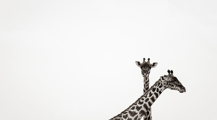 Taylor-Glenn-Tanzania-BW-giraffes.low.jpg