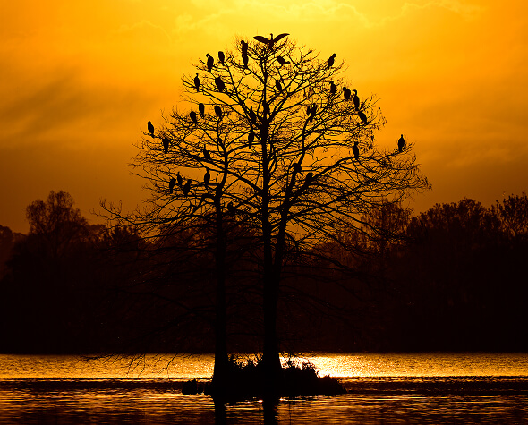 A single bird-filled tree rising out of the water, silhouetted against a yellow-orange sky.
