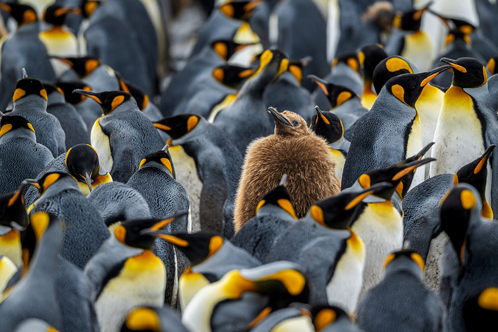 Tom-Bol-Antarctica-penguins-adults-and-chick.jpg