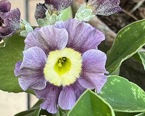 The Auricula Theatre