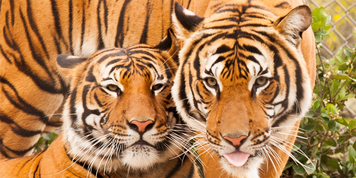 The Majestic Southeast Asian Tigers Clawing For Survival