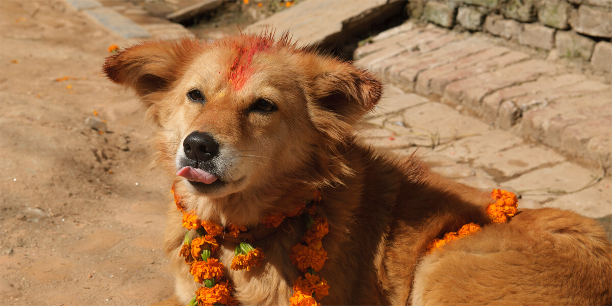 why do we celebrate kukur tihar