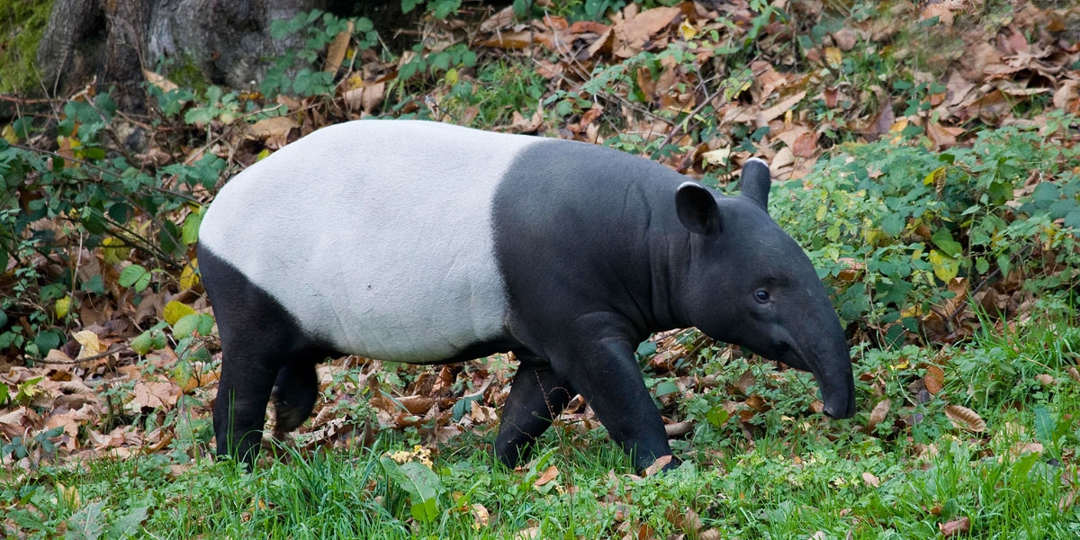 Get to Know the Tapir, the Animal That's Replanting Our Rainforests