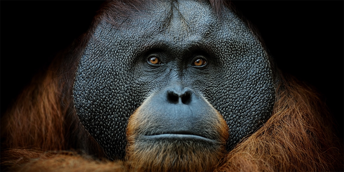 Loss of Great Ape habitat 2002-2032 (Southeast Asia)