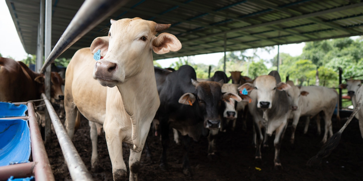 A Step by Step Guide to the Qurban Process