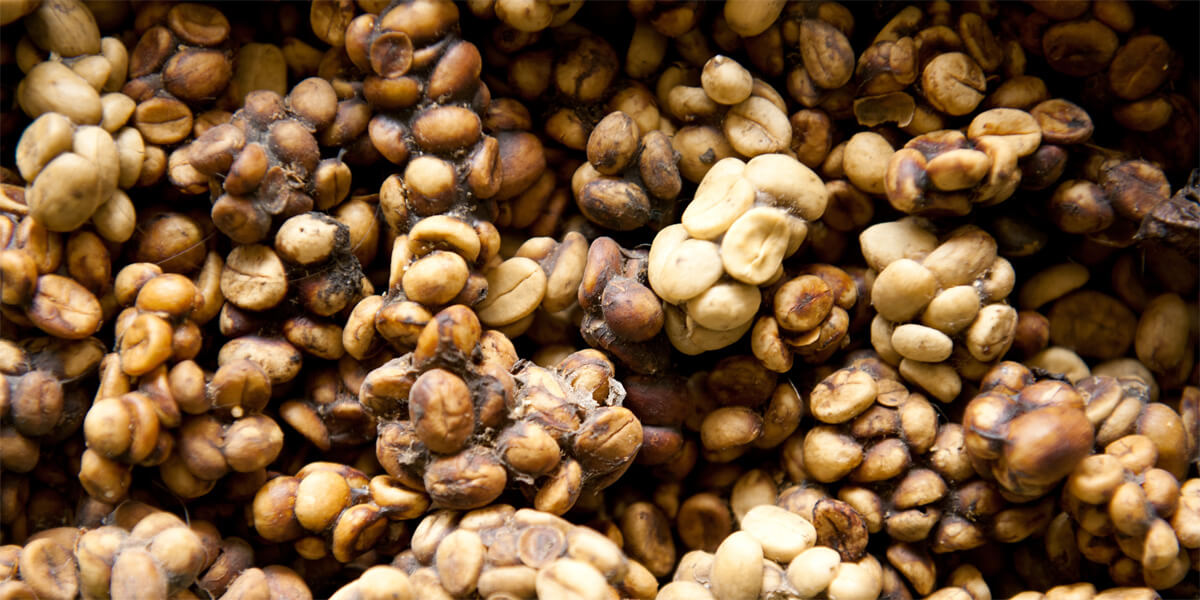 The World’s Most Expensive Coffee Has a Really Crappy Origin