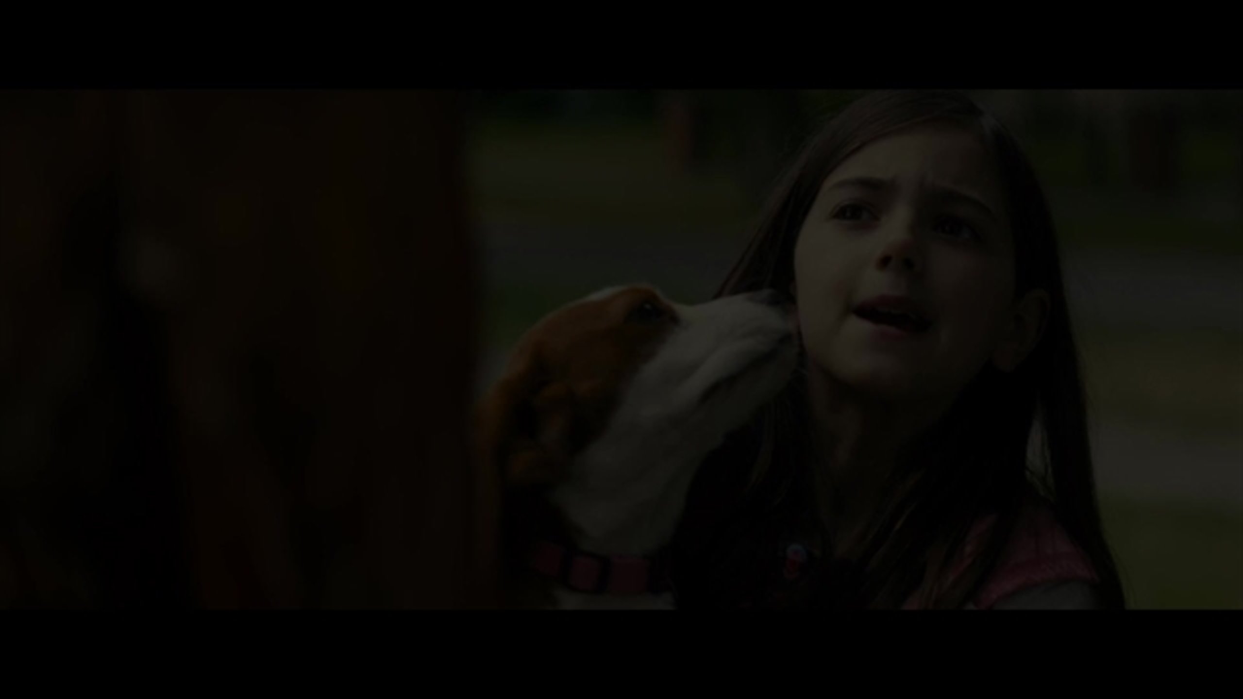 A Dog's Journey - Thumbnail