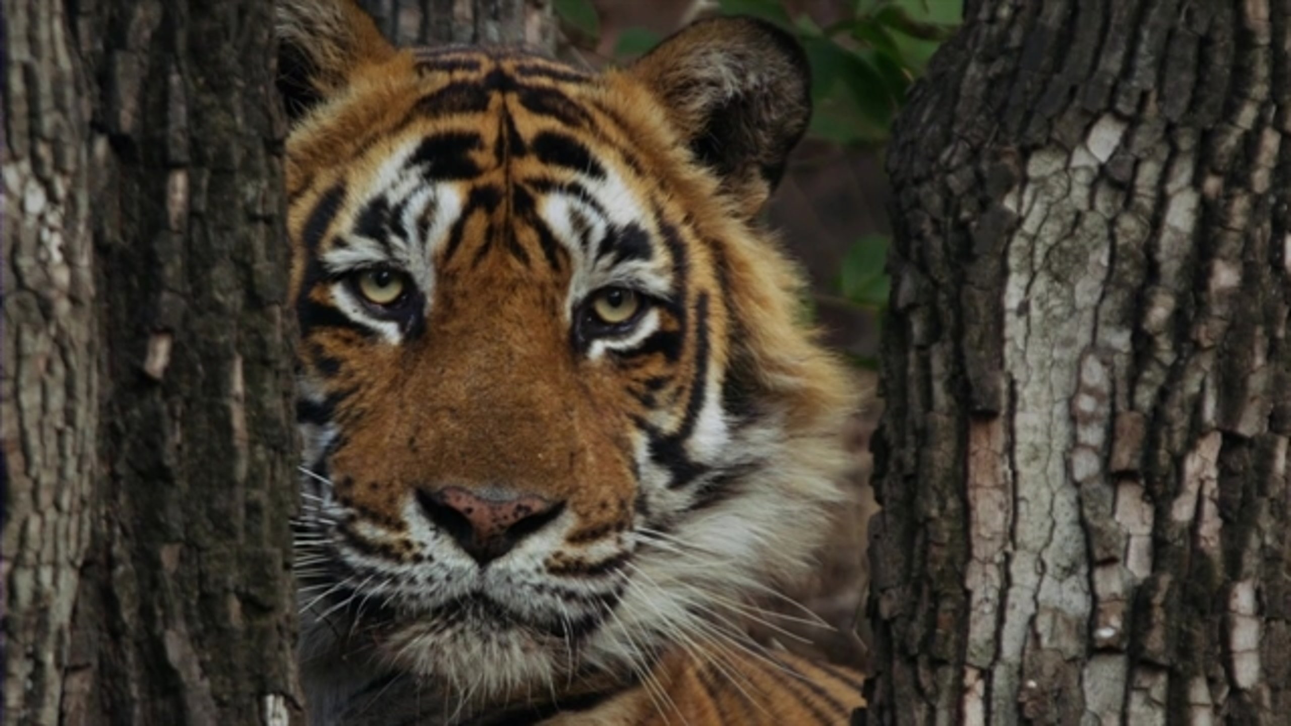 Tiger 24 - Thumbnail