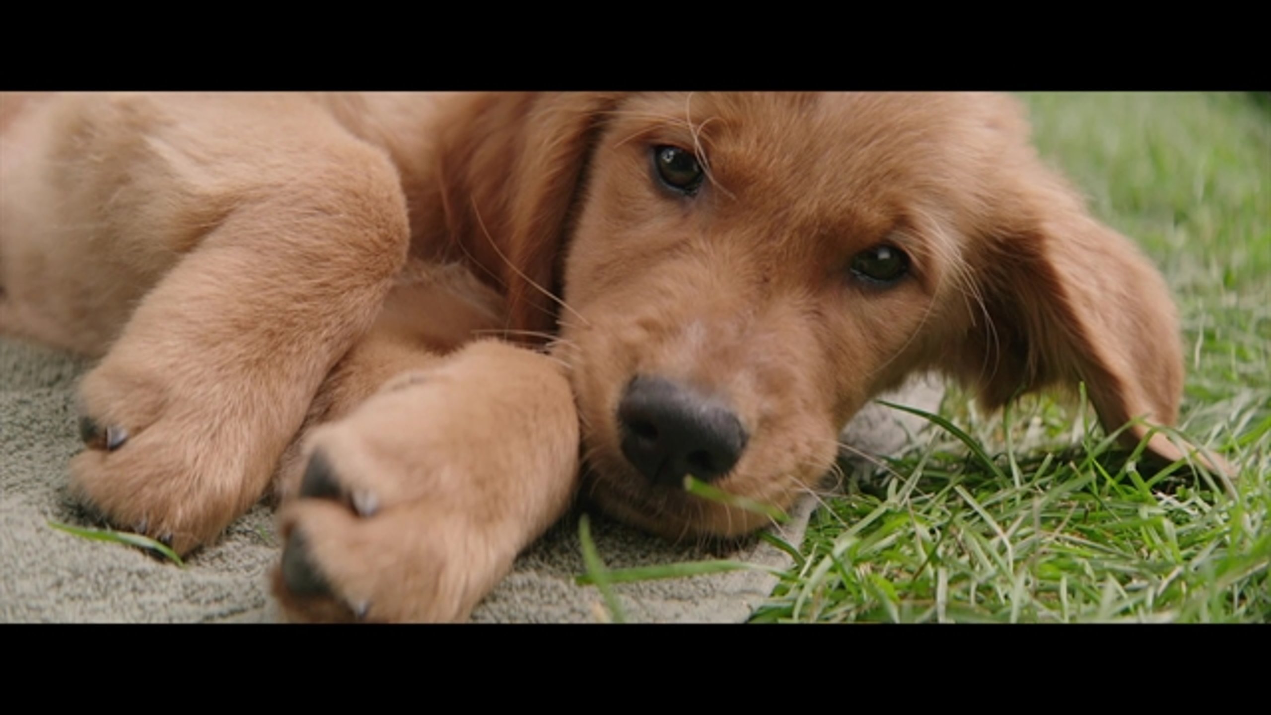 A Dog's Purpose - Thumbnail