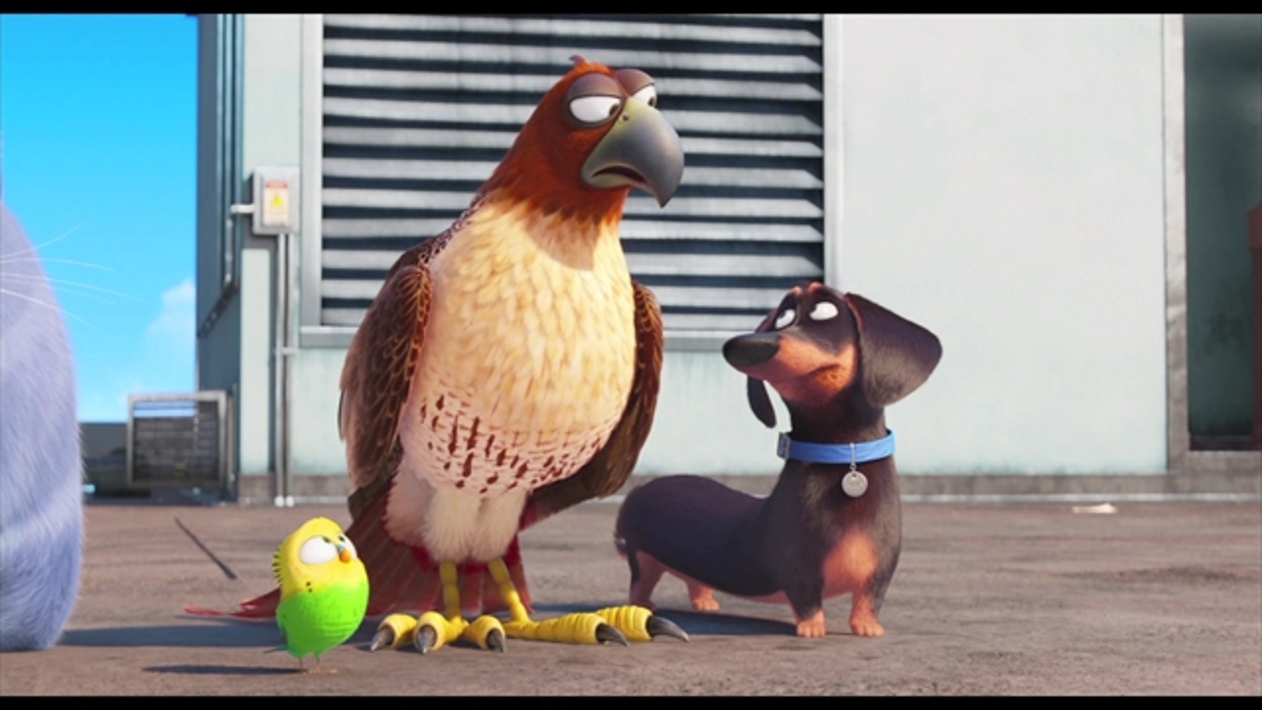 The Secret Life of Pets - Thumbnail
