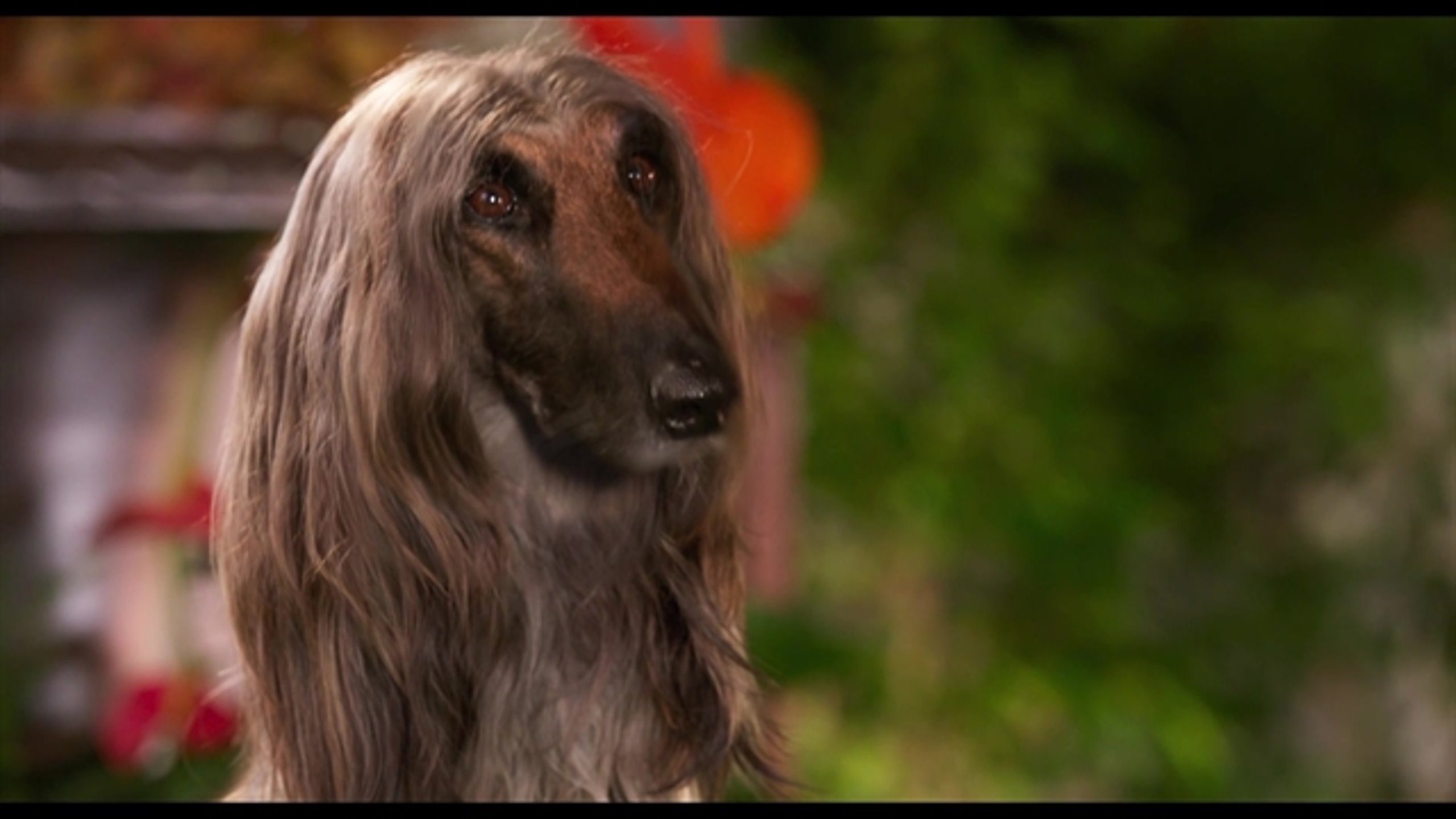 Show Dogs - Thumbnail