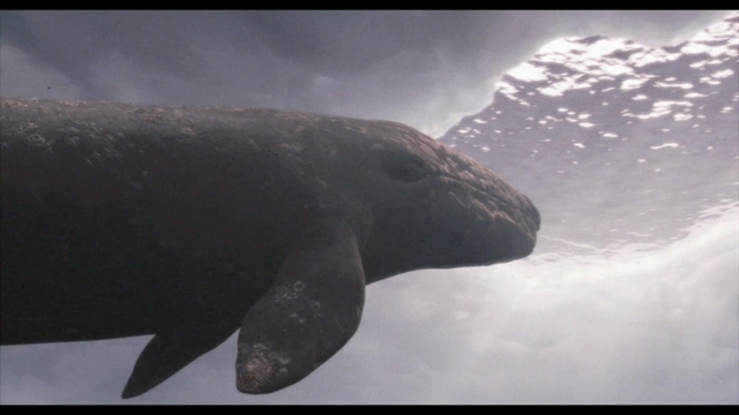 Big Miracle - Thumbnail