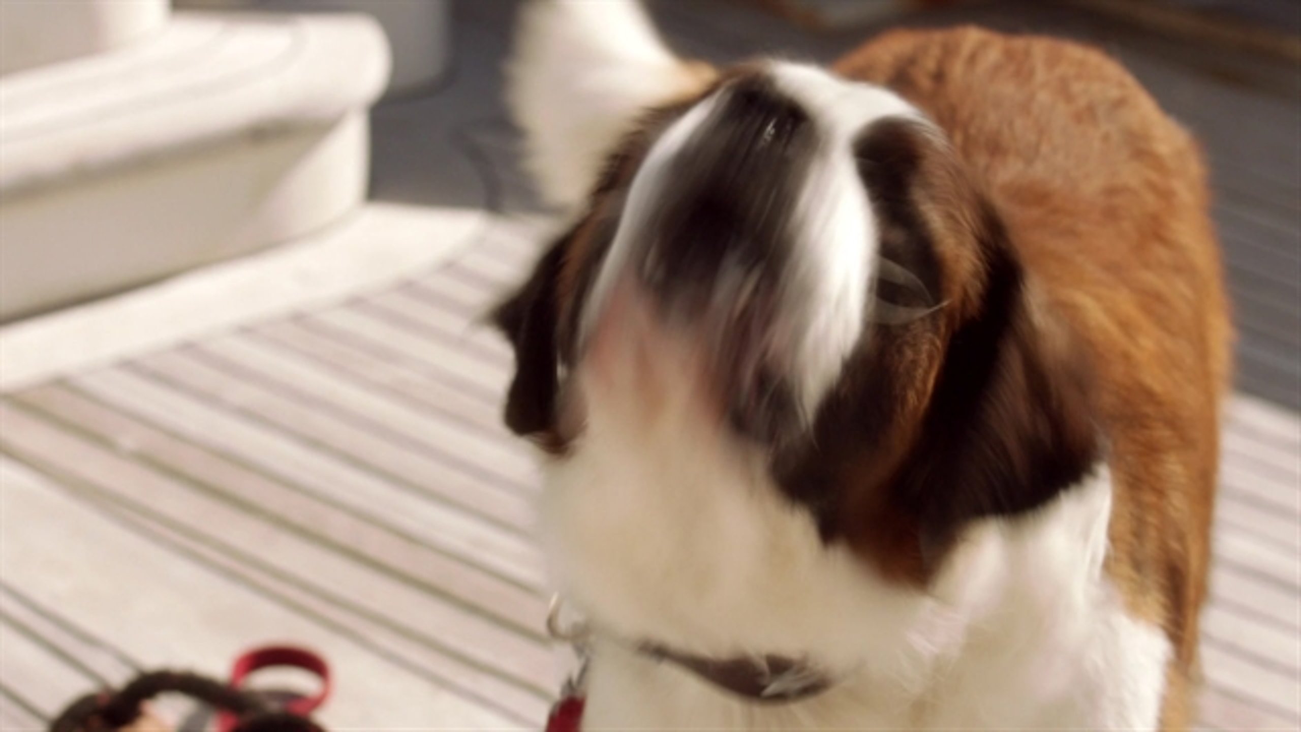 Beethoven's Treasure Tail - Thumbnail