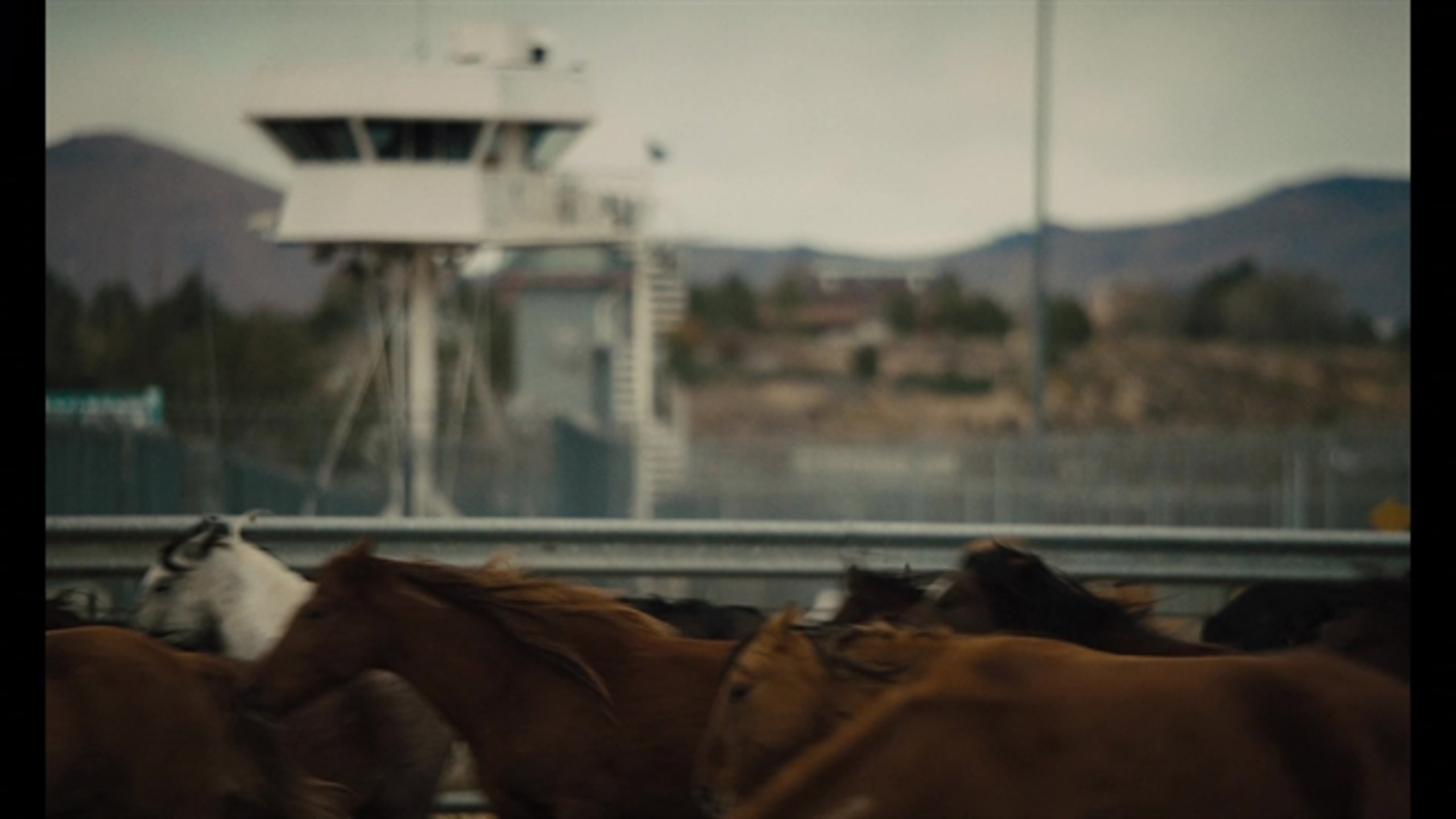 The Mustang - Thumbnail