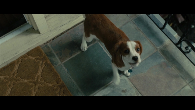 A Dog's Journey - Thumbnail