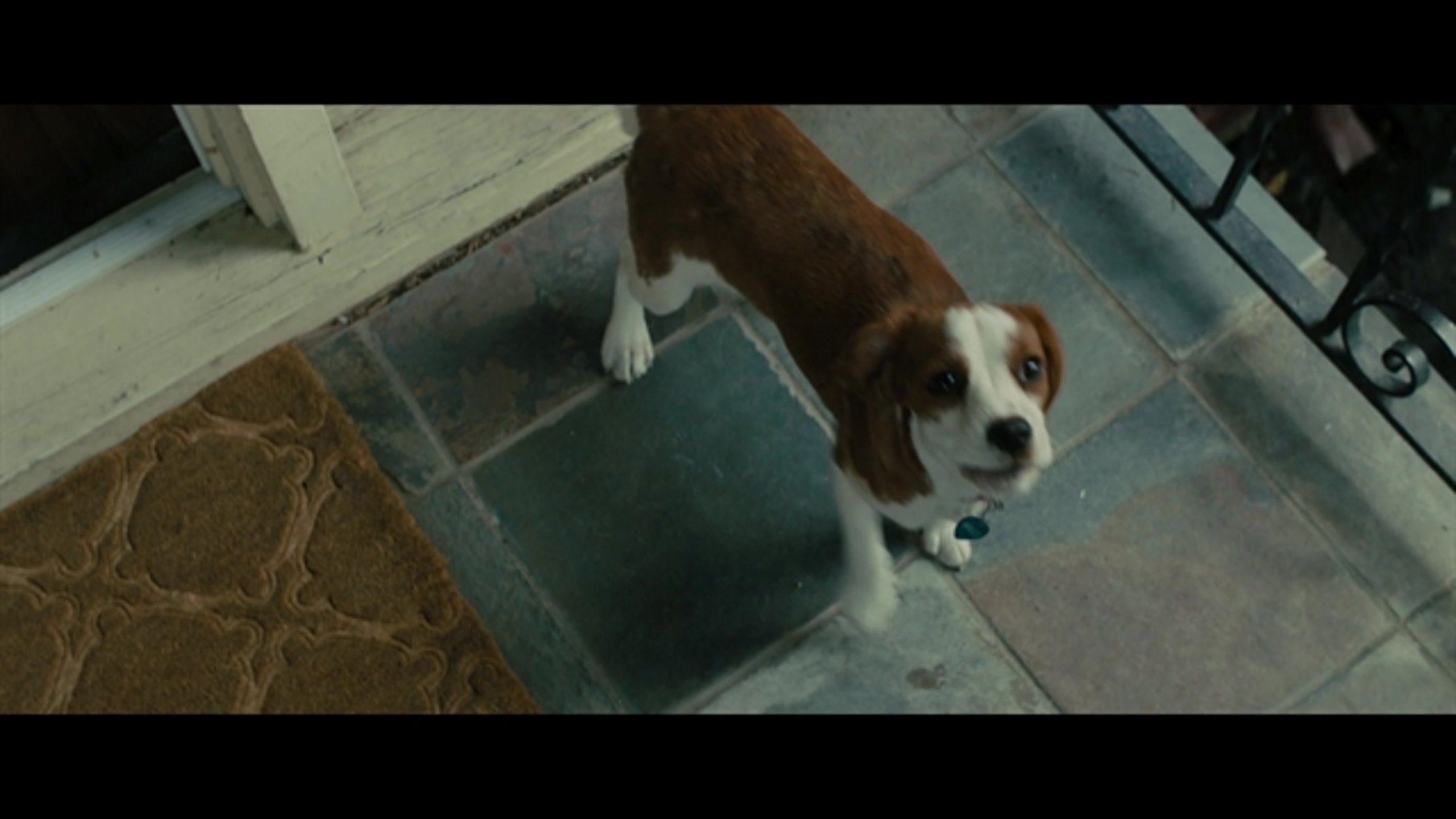 A Dog's Journey - Thumbnail