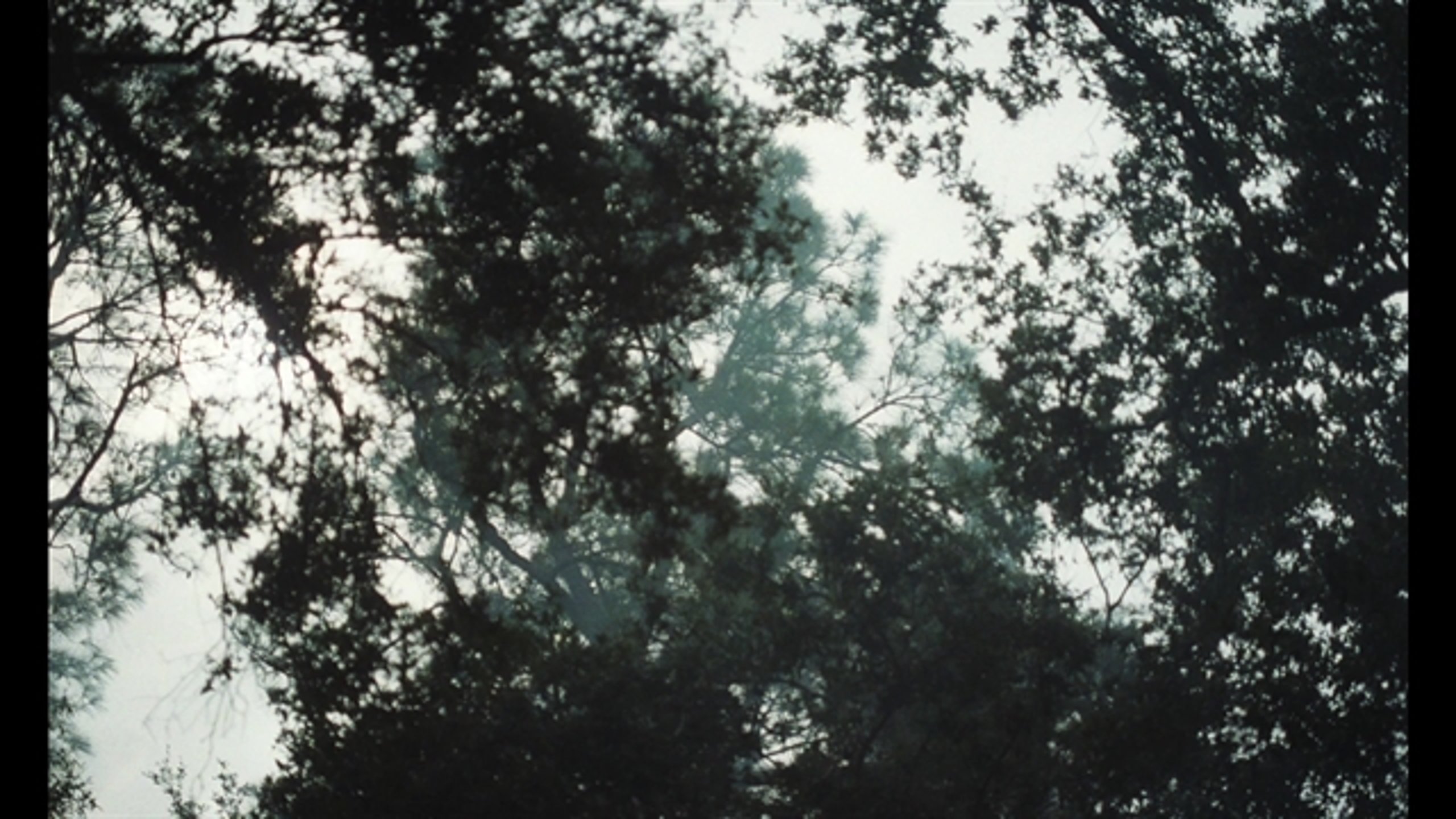 The Beguiled - Thumbnail