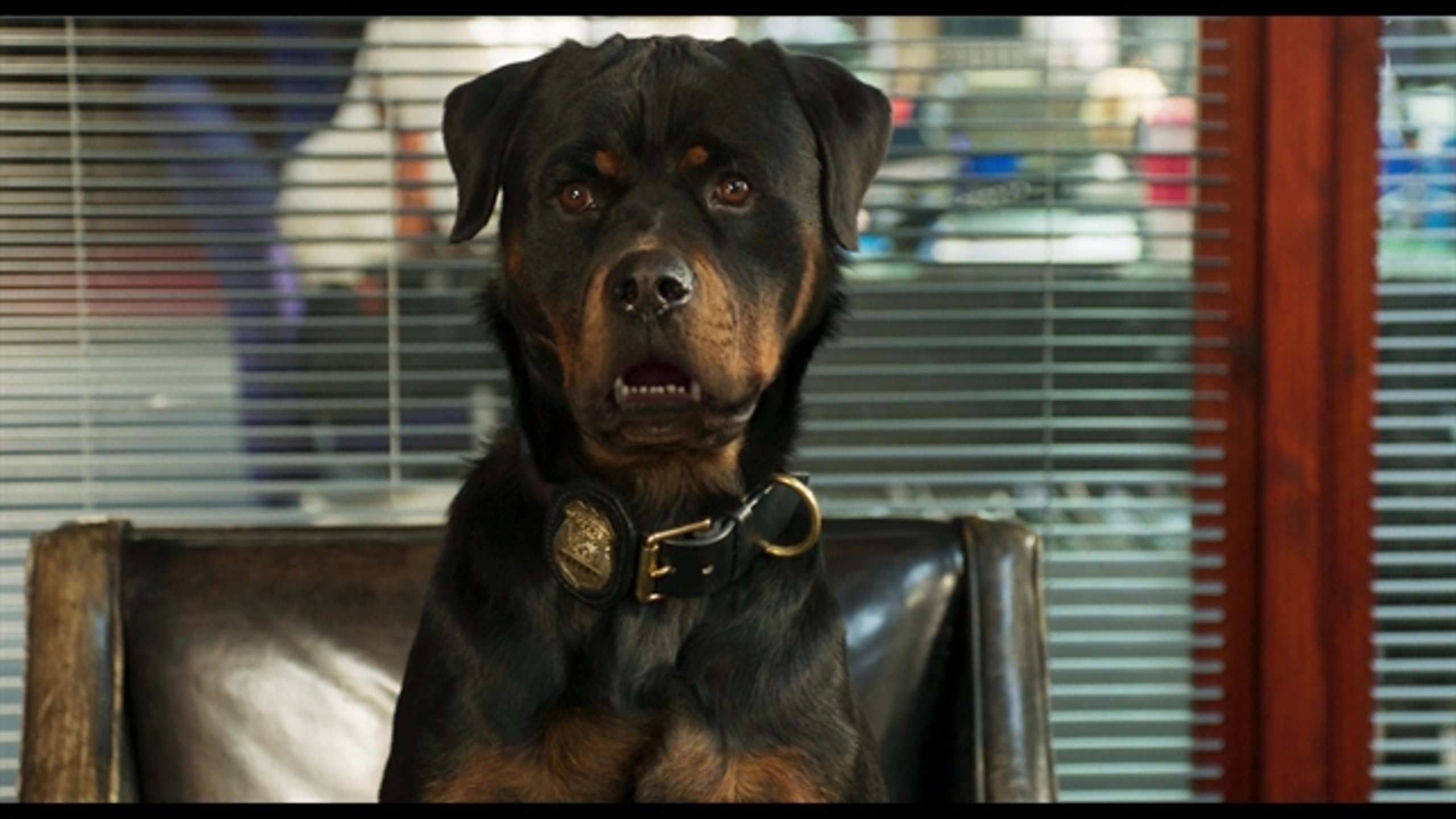 Show Dogs - Thumbnail