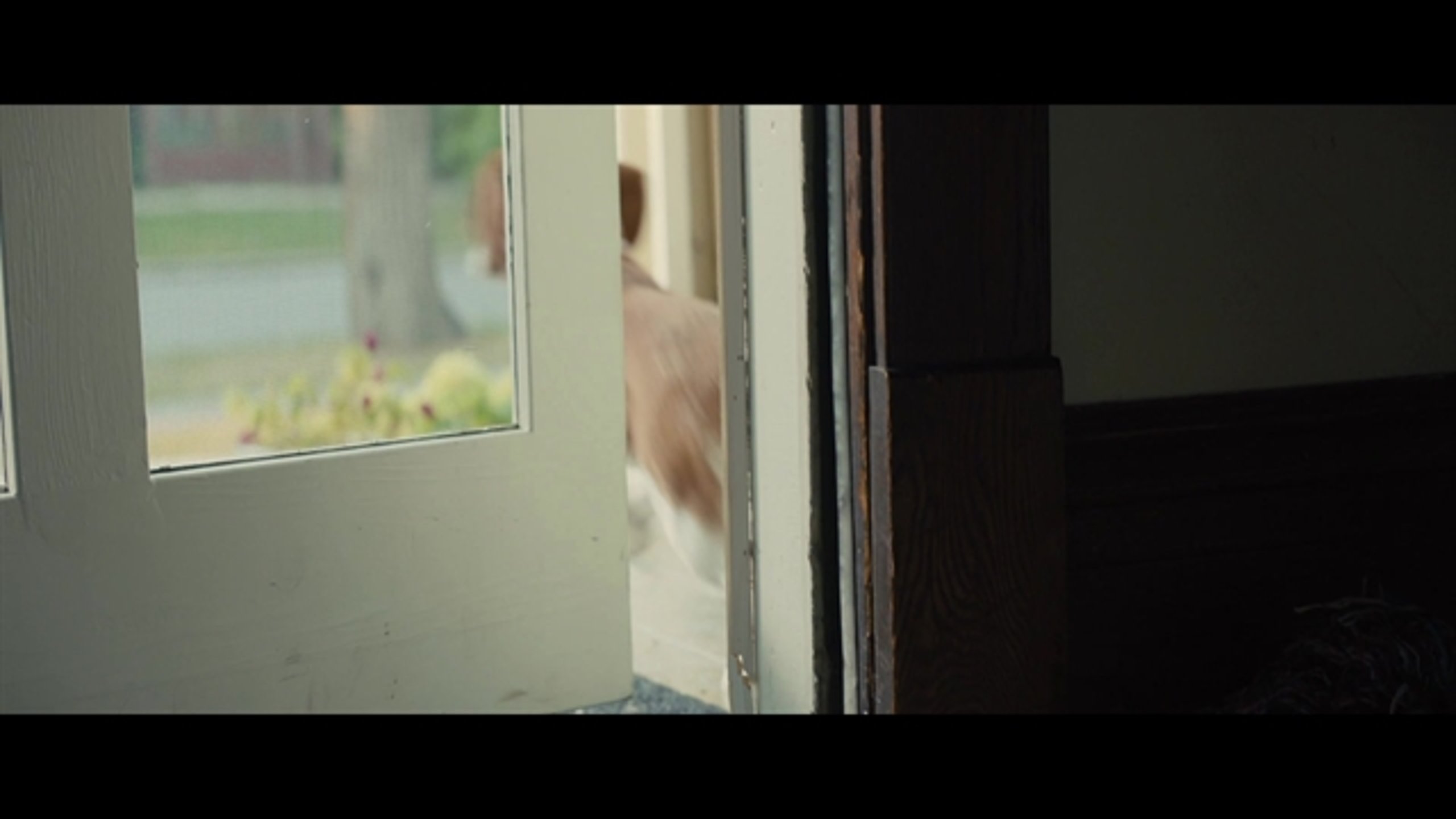 A Dog's Journey - Thumbnail