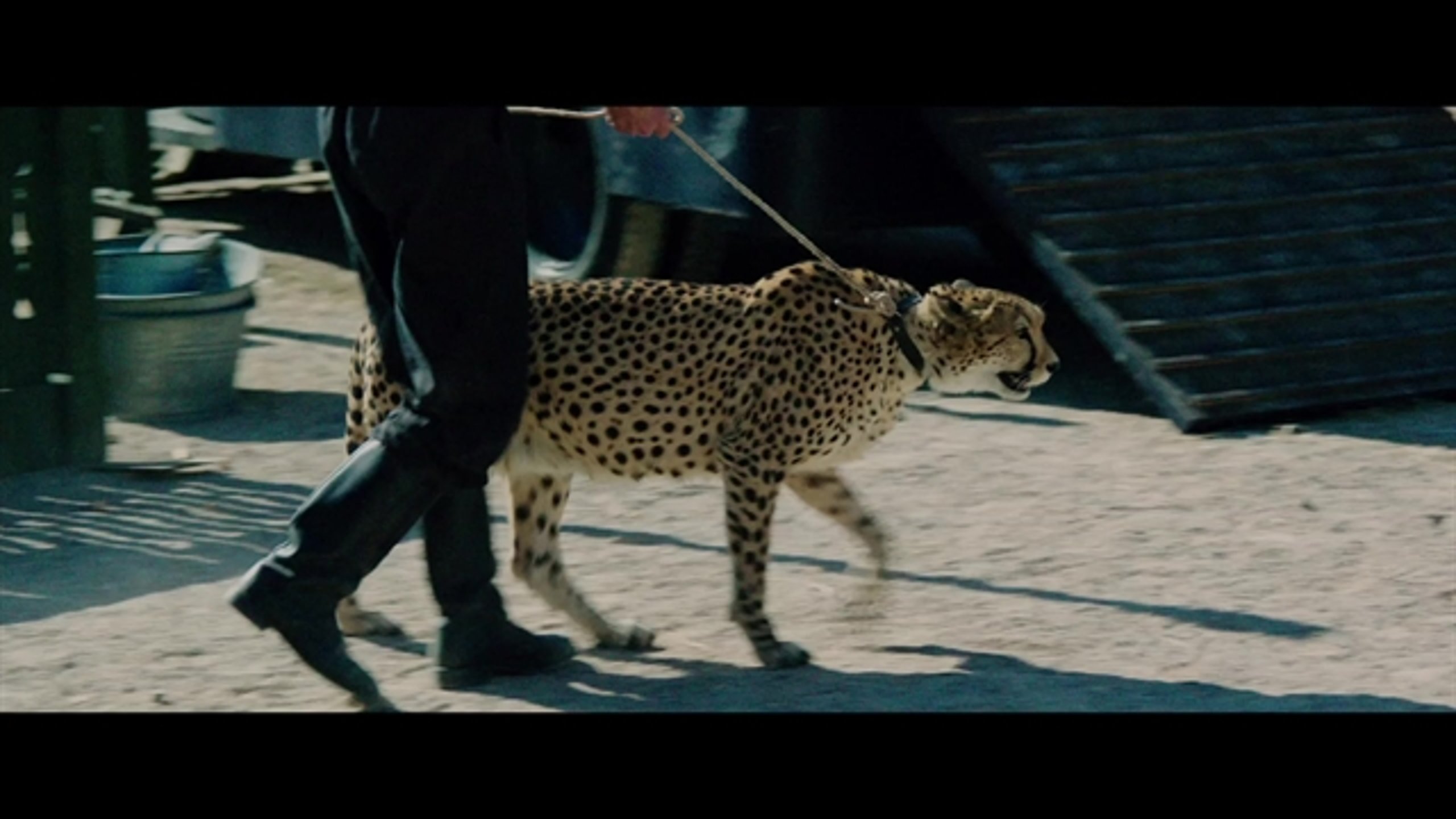 The Zookeeper's Wife - Thumbnail