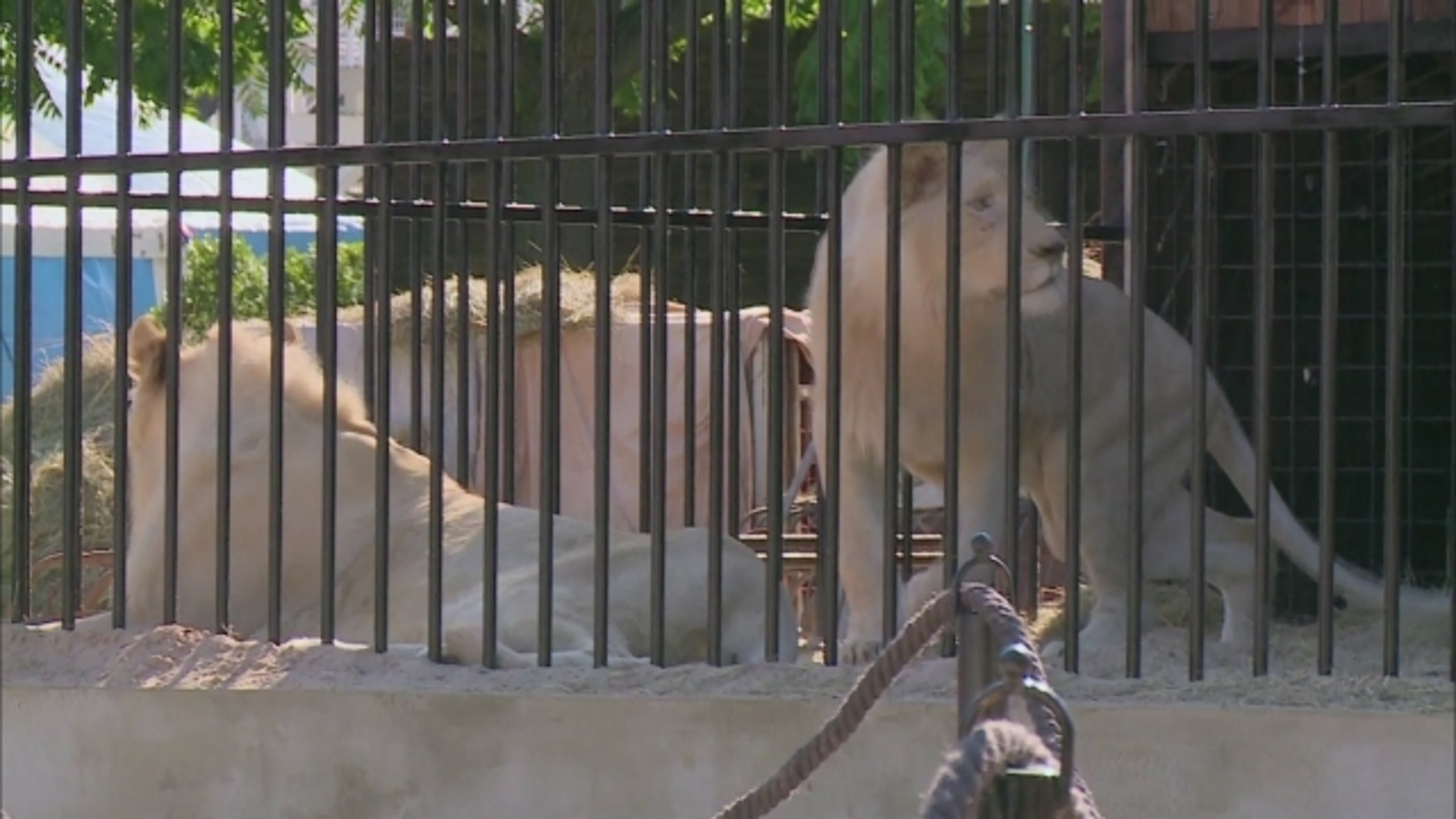 The Zookeeper's Wife - Thumbnail