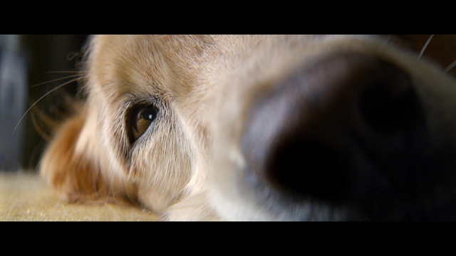 A Dog's Purpose - Thumbnail