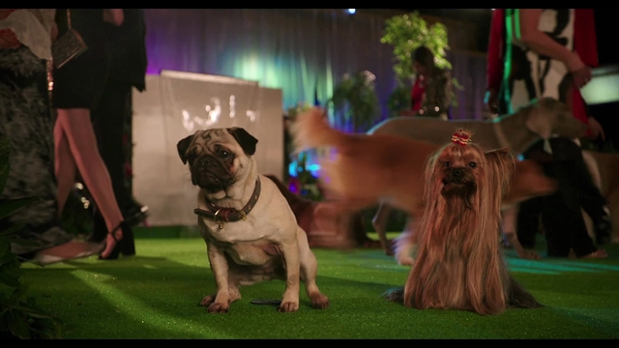 Show Dogs - Thumbnail