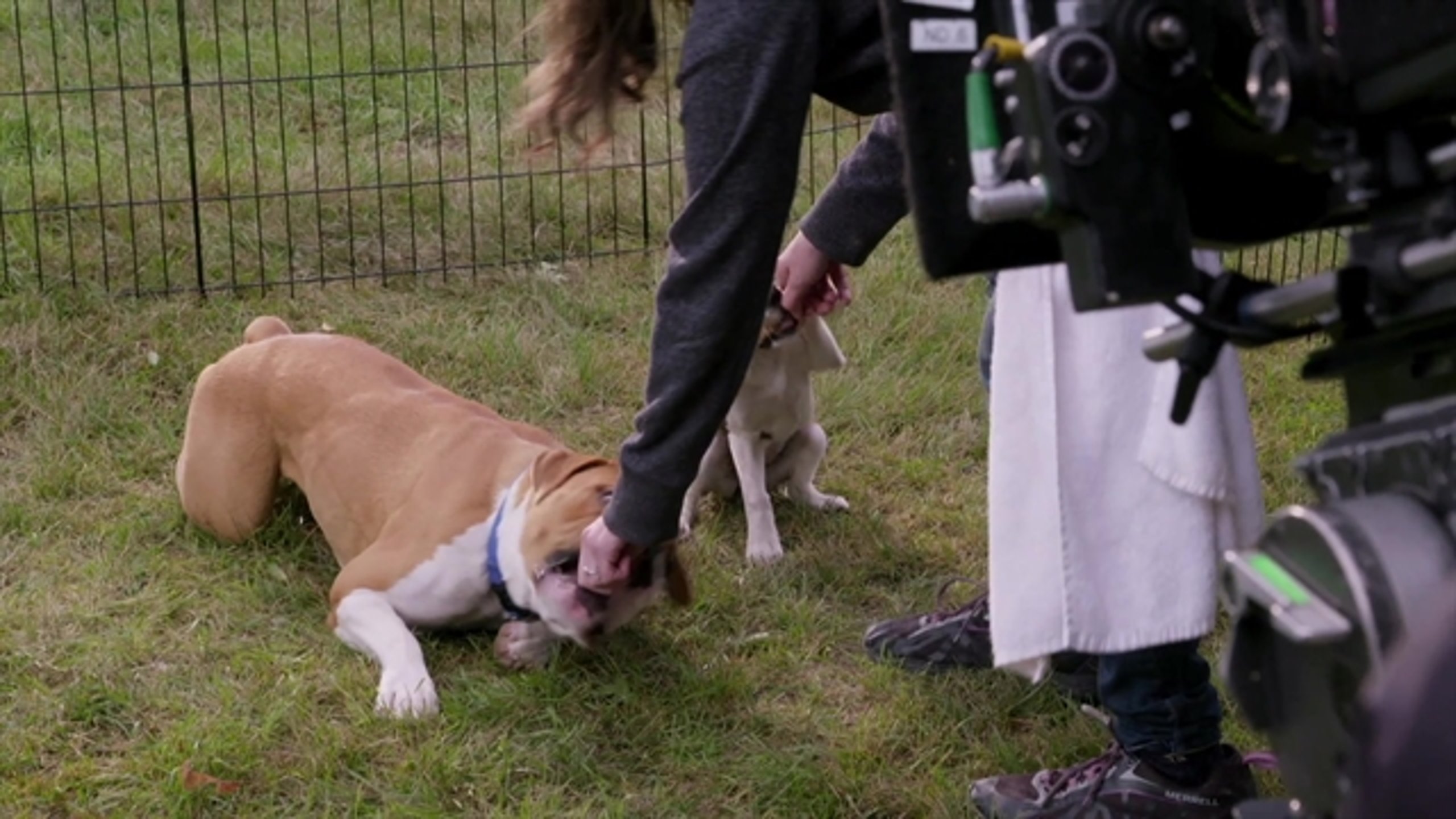 A Dog's Journey - Thumbnail