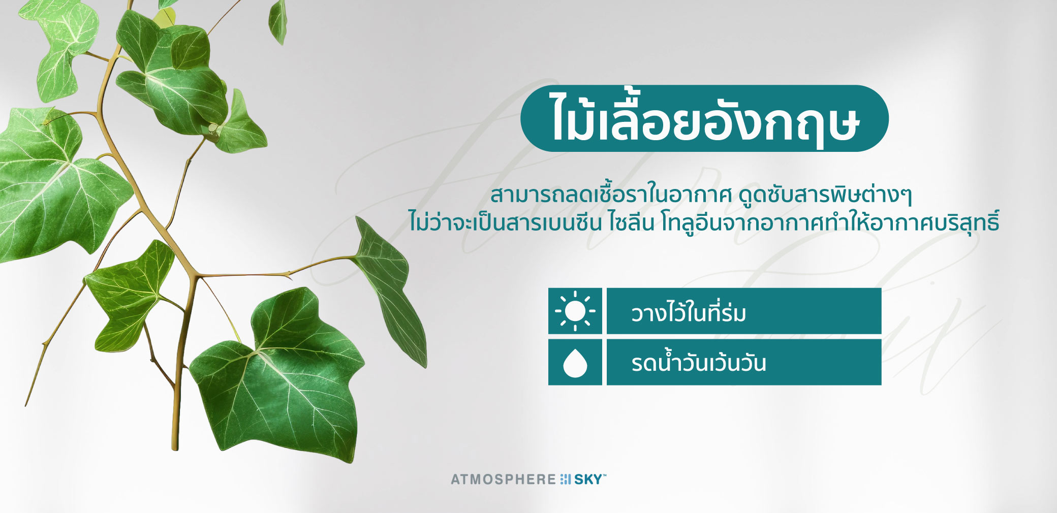 ไม้เลื้อยอังกฤษ (Hedera helix)