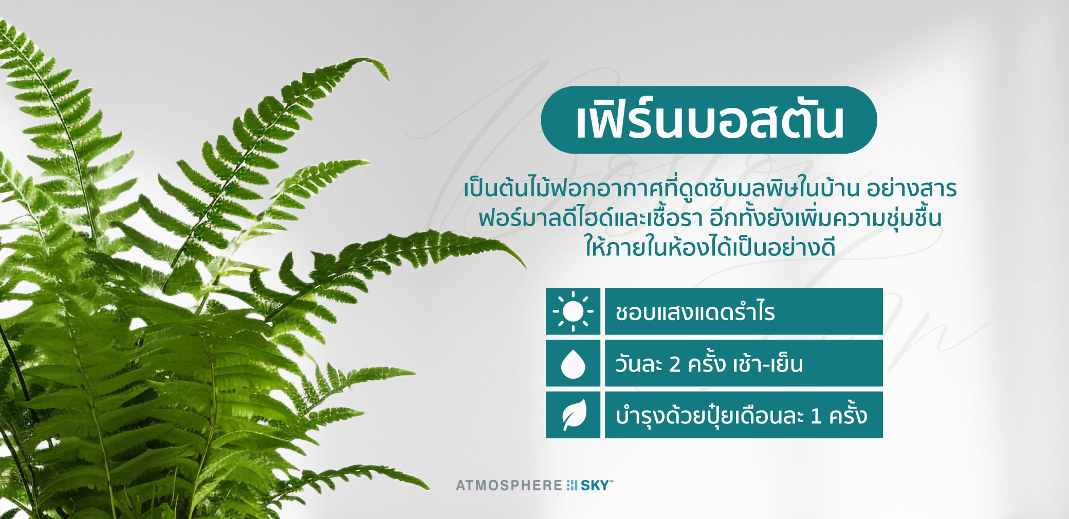 เฟิร์นบอสตัน (Boston Fern)