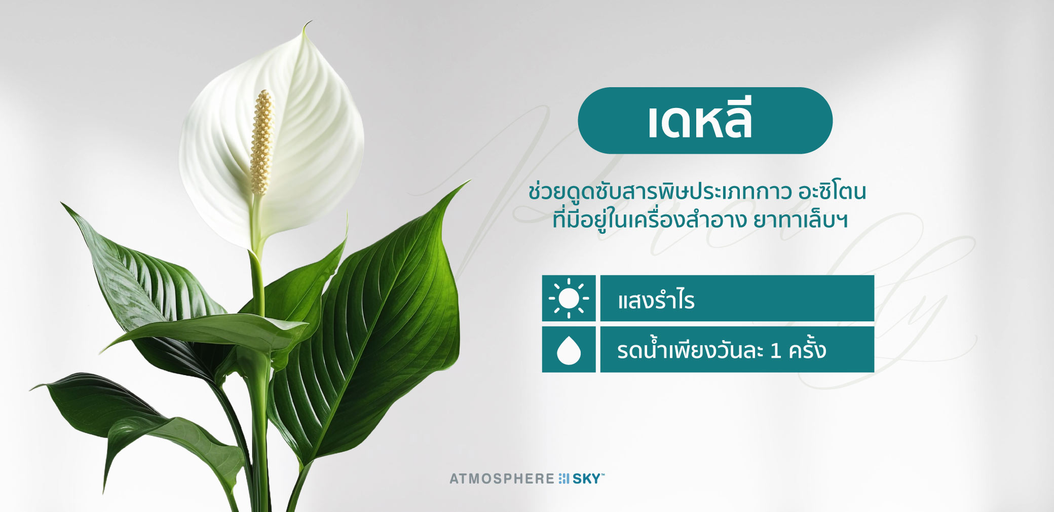 เดหลี (Peace Lily)